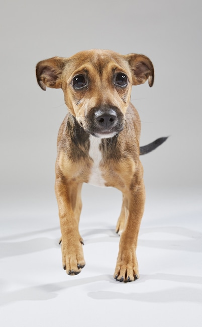 Puppy Bowl XV